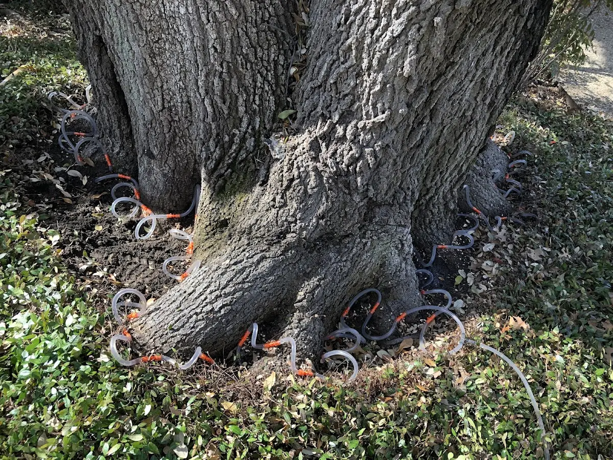 Detailed Tree Cabling and Bracing job site in Naubinway