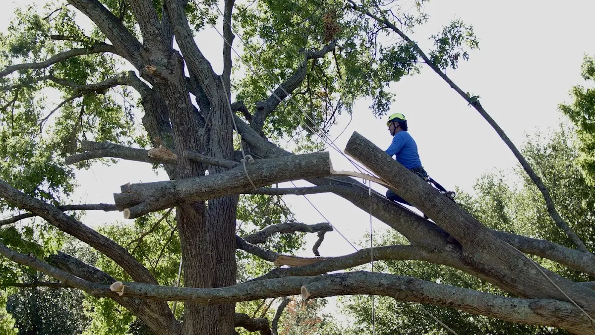 Professional Crown Thinning performed by certified arborists in Naubinway