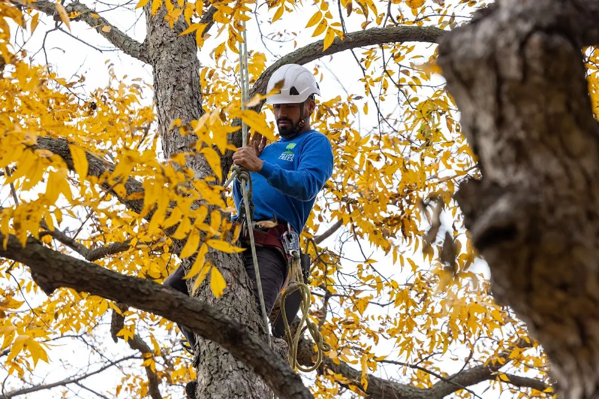 Skilled Tree Pruning crew working in Naubinway