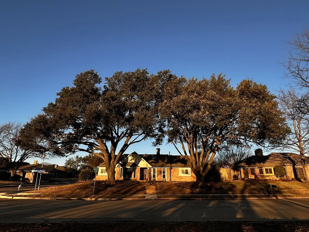Established residential canopy tree shading a home in Naubinway